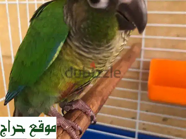 كنيور كنيور أخضر عمر 5 أشهر - يتحدث! 🦜💚