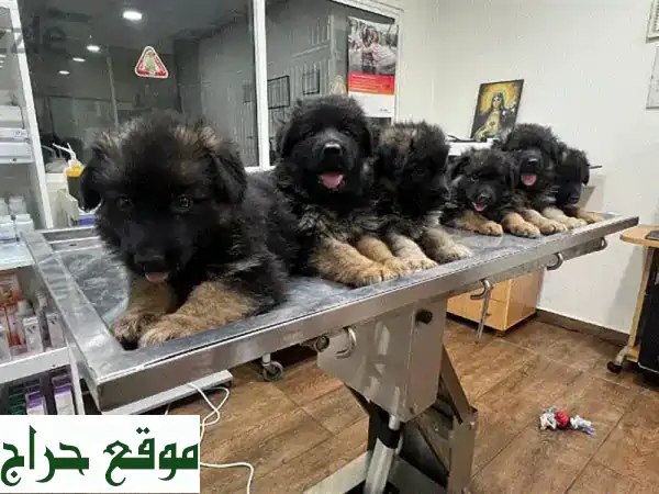 أفضل جراء جيرمن شيبرد في لبنان - سلالة أبطال مع شهادة FCI