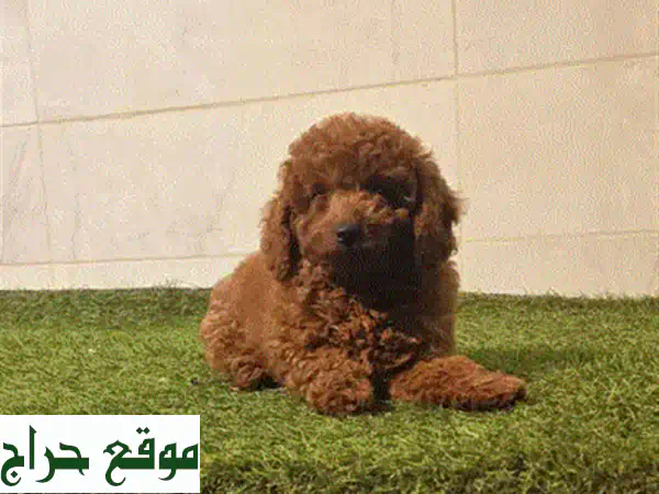 كلبة جولدن ريتريفر بنيّة جميلة - 5 أشهر - جاهزة لمنزلها الجديد!
