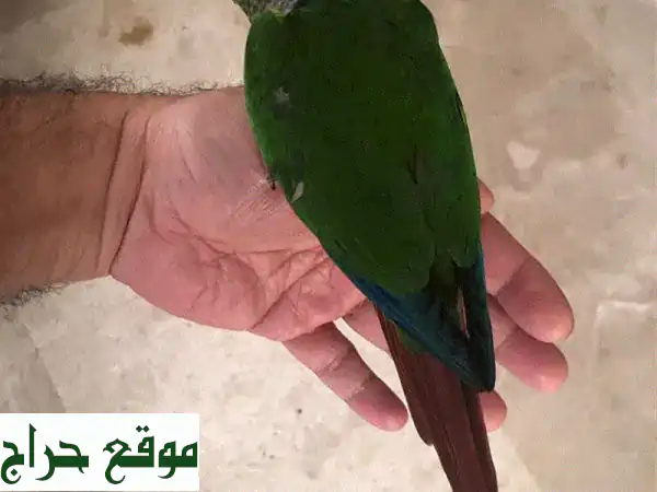 كنيور كنيور أخضر عمر 5 أشهر - يتحدث! 🦜💚