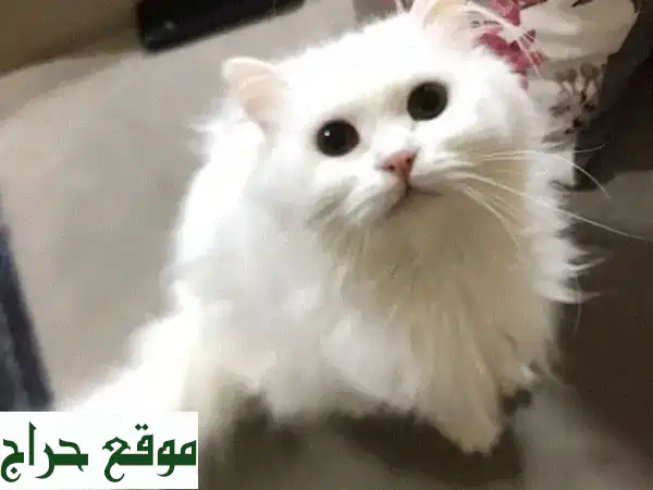 adoptionu002 F تبني