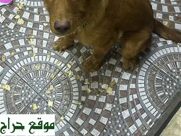 كلبة جولدن ريتريفر بنيّة جميلة - 5 أشهر - جاهزة...