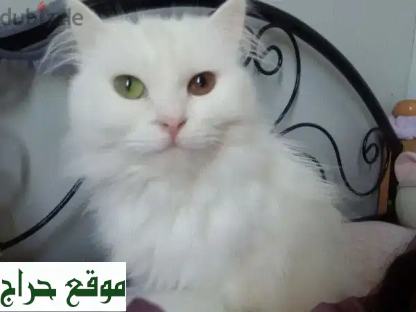 adoptionu002 F تبني