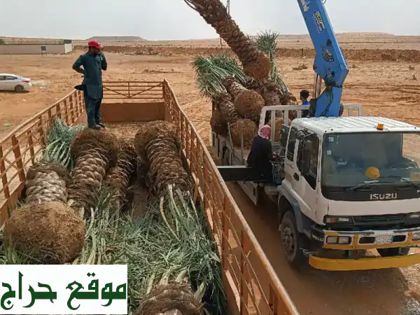 نخيل عربي أصيل: زرع الجمال في أرضك - توصيل للمملكة بأكملها