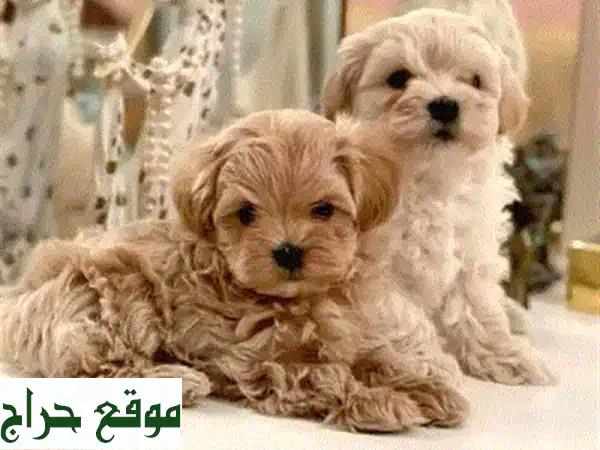 جرو مالطيبو صغير ولطيف ينتظرك في نبع المحبة!