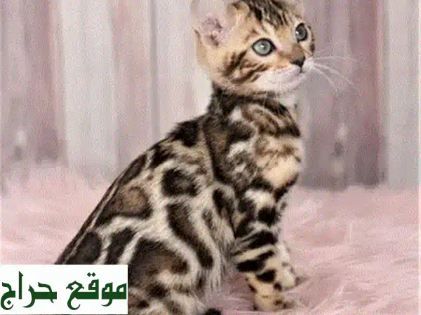 قطط سكوتيش فولد ذهبية تشينشيلا نادرة - رفيقك المُثالي ينتظرك!