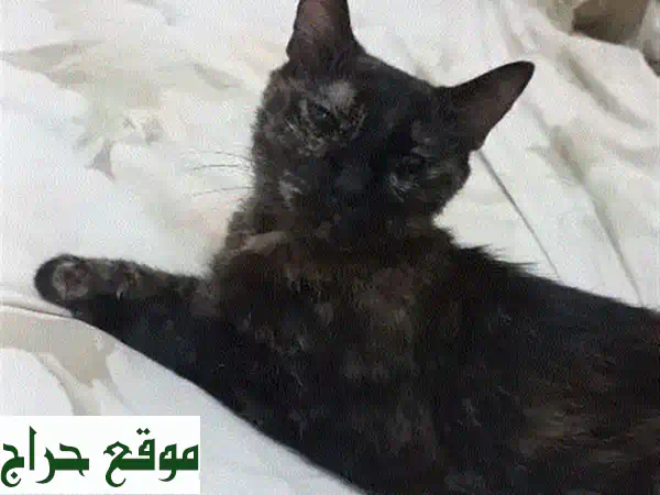 قطط جميلة للبيع -  أوجد رفيقك المُوَفّي! ❤️