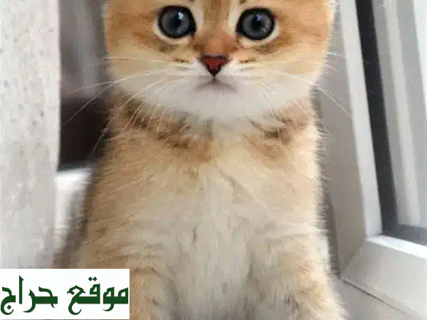 قطط سكوتيش فولد ذهبية تشينشيلا نادرة - رفيقك...