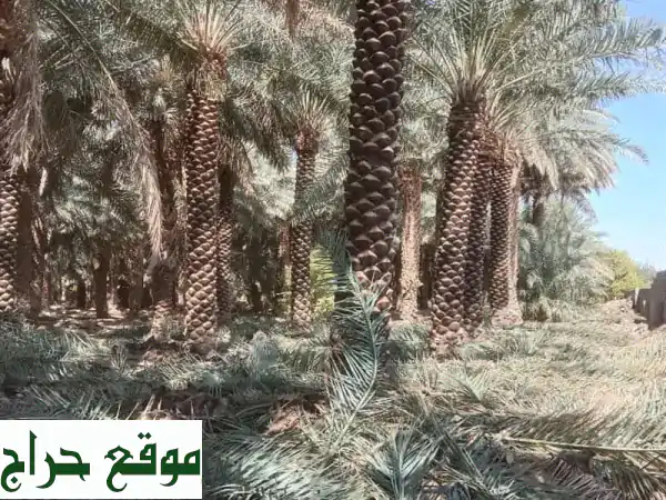 أفضل خدمات نخيل في المملكة | توريد، تشويك،...