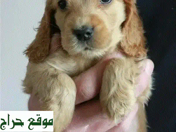 ماليبوا جرو مستورد - رفيقك الصغير اللطيف ينتظرك! 🐶