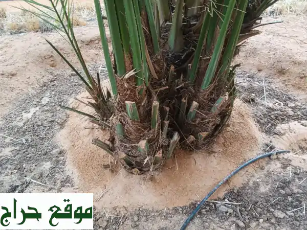 نخيل عربي أصيل: زرع الجمال في أرضك - توصيل...