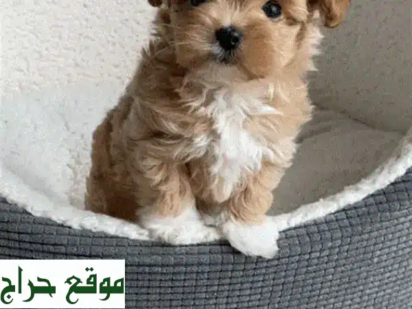 جرو مالطيبو صغير ولطيف ينتظرك في نبع المحبة!