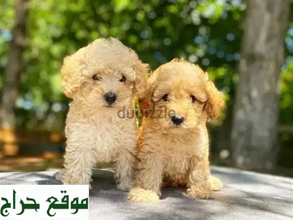 ماليبوا جرو مستورد - رفيقك الصغير اللطيف ينتظرك! 🐶