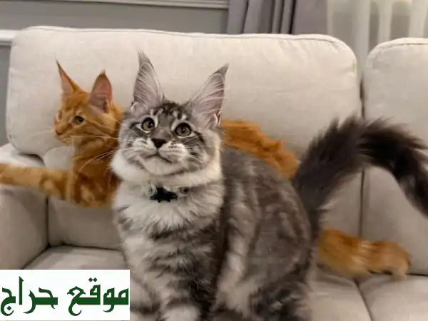 قطط مين كون نقية: أبطال مسابقات، أجمل الرفقة!