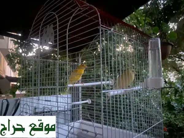كناري فروخ مرتبة - أجمل أصوات تغريد! (70434084)