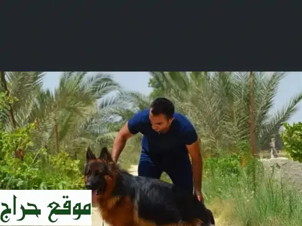 كلاب جيرمان شيبرد، مالينوا، وأكثر!  - تدريب حراسة، طاعة، وإقامة