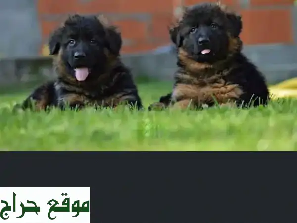 كلاب جيرمان شيبرد، مالينوا، وأكثر!  - تدريب...