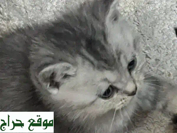 قطط سكوتش فولد بريتش قصيرة الشعر - 500 درهم فقط بأبوظبي!