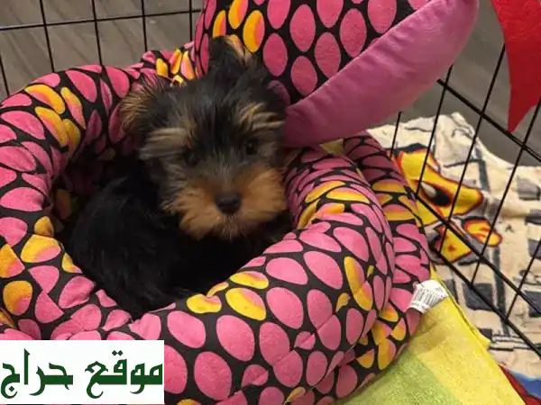 Purebred Yorkshire Terrier  Arthur