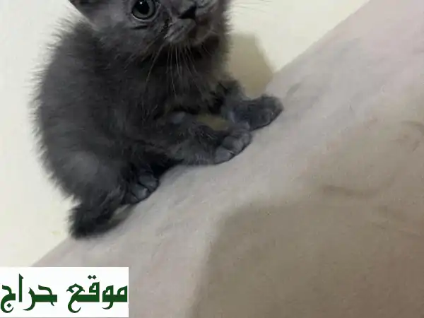 قطط سكوتش فولد بريتش قصيرة الشعر - 500 درهم فقط بأبوظبي!