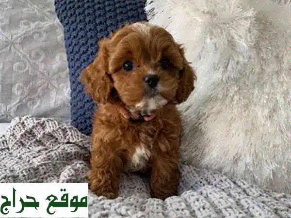 جرو داشهوند صغير...  أضف سعادة لعائلتك!