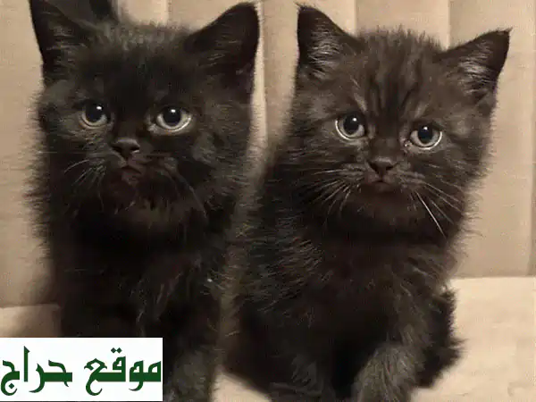 قطط سكوتش ستريت للبيع - قطتان رائعتان في الخرج...