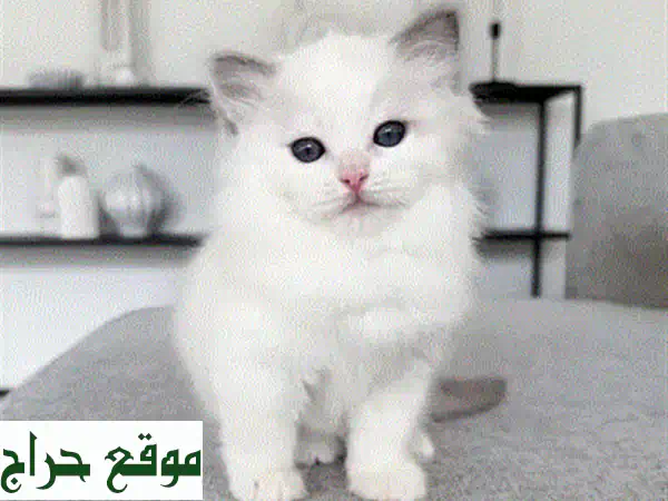 قطط مين كون رائعة للبيع - أجمل صغار القطط في انتظارك!