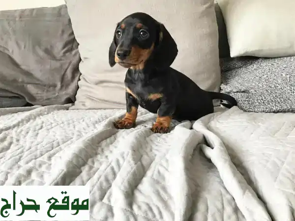 جرو داشهوند صغير...  أضف سعادة لعائلتك!