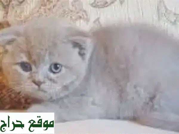 قطط سكوتيش فولد وبريتش شورت هير للبيع - أسعار...