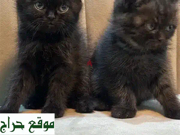 قطط سكوتش ستريت للبيع - قطتان رائعتان في الخرج (مع توصيل للرياض)