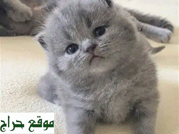 قطط سكوتيش فولد وبريتش شورت هير للبيع - أسعار مميزة وخدمة متكاملة!