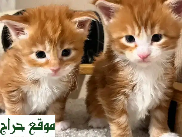 قطط مين كون رائعة للبيع - أجمل صغار القطط في انتظارك!