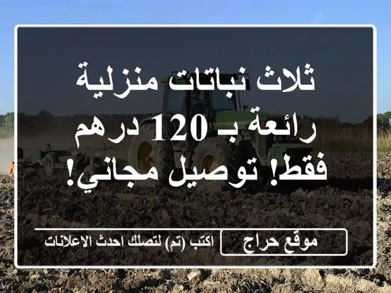 ثلاث نباتات منزلية رائعة بـ 120 درهم فقط! توصيل مجاني!
