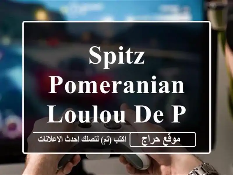 Spitz Pomeranian Loulou de Pomeranie
