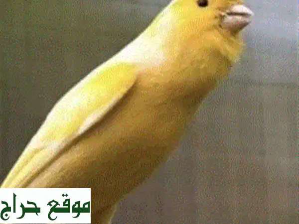 كناري مالينوا، ووتر سلاجر، سلالات صافية - ذكور فقط!