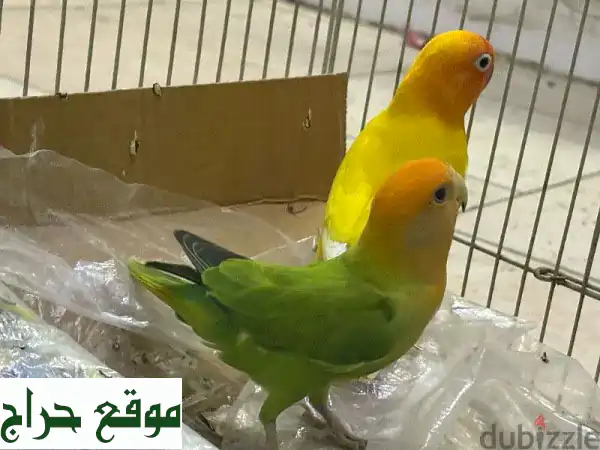 حبّاتٌ من السعادة: ببغاوات الحبّ (كوكاتيل) للبيع -...