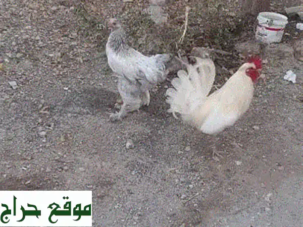 حبّاتٌ من السعادة: ببغاوات الحبّ (كوكاتيل) للبيع - ذكر وأنثى!