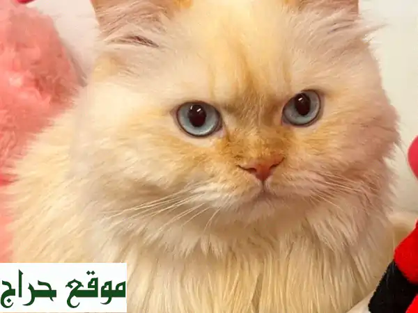 قط شيرازي أصيل للبيع - فرو ناعم وعيون ساحرة!