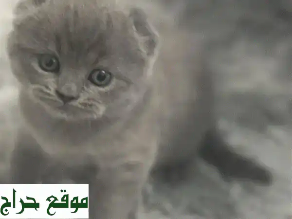 قطط سكوتش فولد بريطانية خلابة - لون بنفسجي ورمادي داكن!