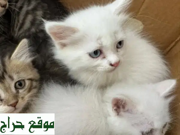 😻 قطط شيرازي رقيقة عمر شهرين فقط!  سعر مميز وخصومات رائعة!