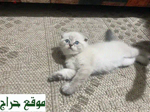قطط سكوتش فولد بريطانية خلابة - لون بنفسجي ورمادي داكن!