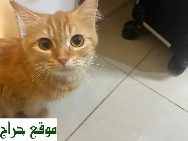 قطة أنثى حنونة تبحث عن بيت دافئ في الشارقة!