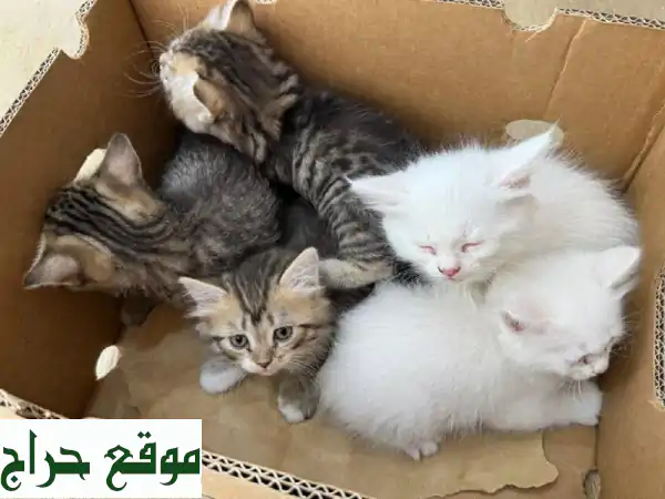 😻 قطط شيرازي رقيقة عمر شهرين فقط!  سعر مميز...