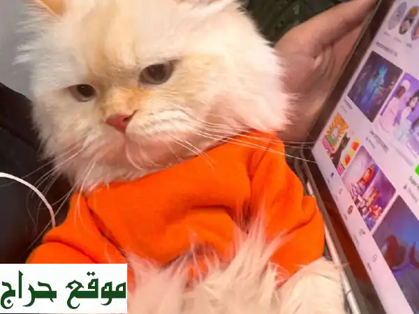 قط شيرازي أصيل للبيع - فرو ناعم وعيون ساحرة!