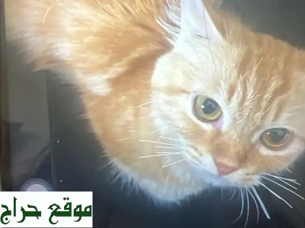 قطة أنثى حنونة تبحث عن بيت دافئ في الشارقة!