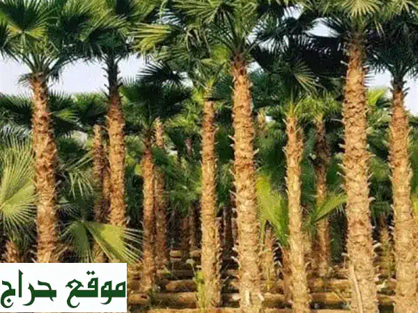 نخيل فاخر، زراعة احترافية، وجمالٌ دائم:  أبو...