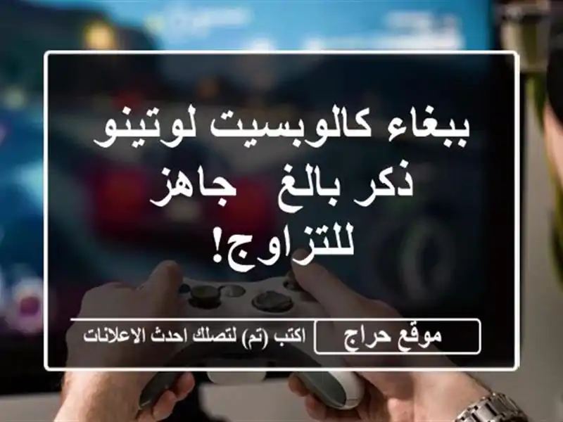 ببغاء كالوبسيت لوتينو ذكر بالغ - جاهز للتزاوج!