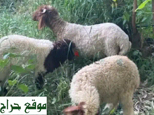٣ غنم ممتازة للبيع: ذكر كبير، ذكر صغير، وأنثى صغيرة...