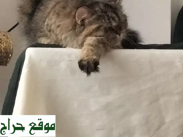 قطة رقيقة تبحث عن بيت دافئ في أبوظبي (المشرف) -...