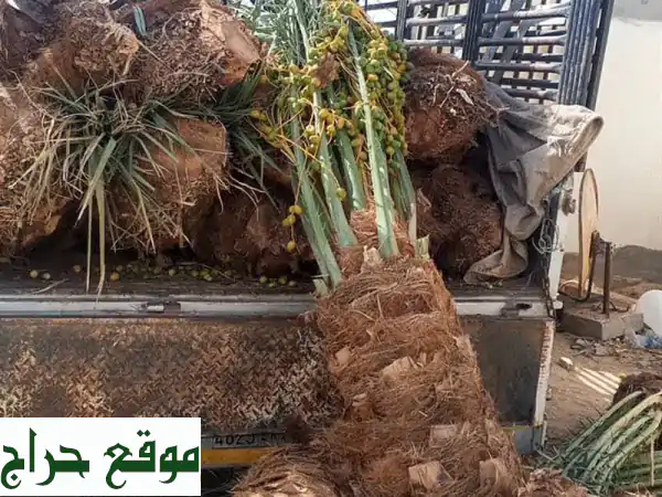أنخيل: توريد معدات ولوازم صناعية وزراعية - توصيل سريع وخدمة مميزة